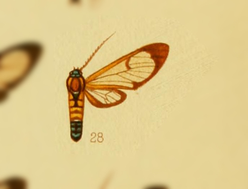 Cosmosoma cermena