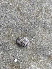 Nerita albicilla