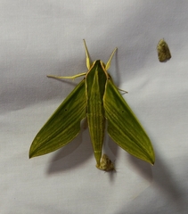 Cechetra subangustata