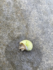 Nerita plicata