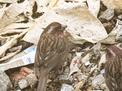Carpodacus edwardsii