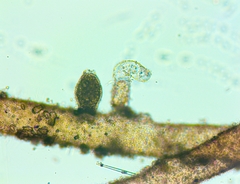 Vaucheria bursata