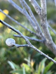Eucalyptus stricta
