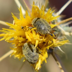 Larinus curtus