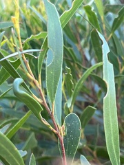 Eucalyptus stricta