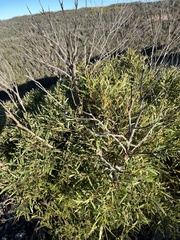 Eucalyptus stricta