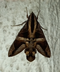 Macroglossum mitchellii