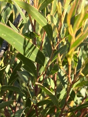 Eucalyptus stricta