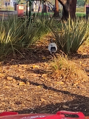 Threskiornis molucca