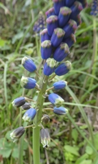 Bellevalia dubia boissieri
