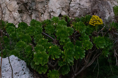 Aeonium arboreum