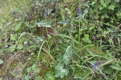 Bellevalia dubia boissieri