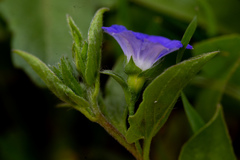 Convolvulus siculus