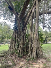 Ficus elastica