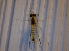 Stenacron interpunctatum interpunctatum