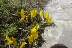 Chamaecytisus spinescens