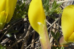 Chamaecytisus spinescens
