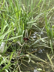 Neurothemis fluctuans