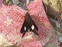 Notocrypta curvifascia