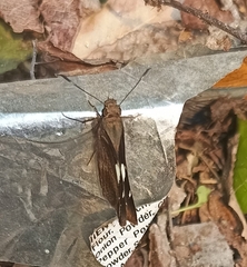 Notocrypta curvifascia