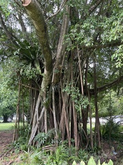 Ficus