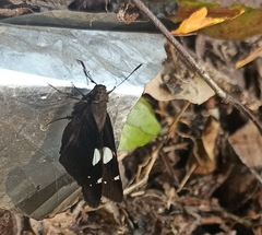 Notocrypta curvifascia