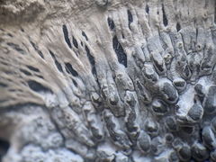 Lecanographa hypothallina