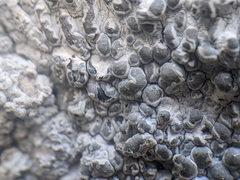 Lecanographa hypothallina