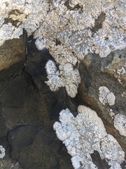 Lecanographa hypothallina