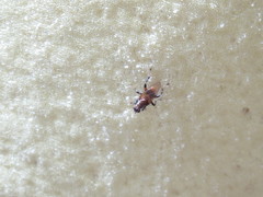 Tapeigaster cinctipes