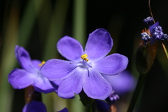 Orthrosanthus multiflorus