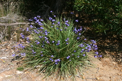 Orthrosanthus multiflorus