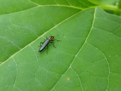 Placopterus thoracicus