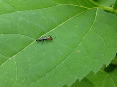 Placopterus thoracicus