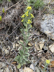 Fibigia eriocarpa