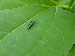 Placopterus thoracicus