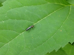 Placopterus thoracicus