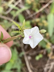 Ipomoea coptica