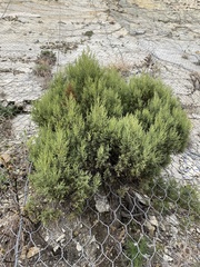 Juniperus excelsa