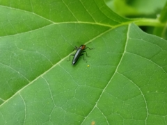 Placopterus thoracicus