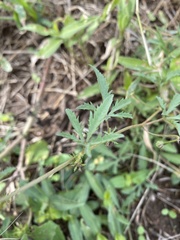 Ipomoea coptica