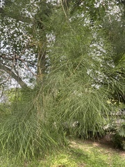 Casuarina equisetifolia