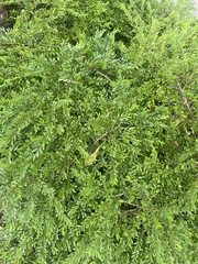 Phyllanthus myrtifolius