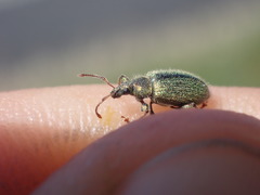 Phyllobius betulinus