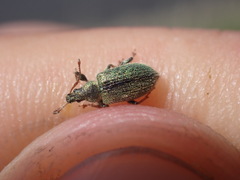 Phyllobius betulinus