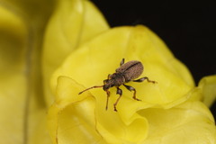 Phyllobius betulinus