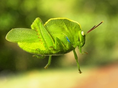 Teratodes monticollis