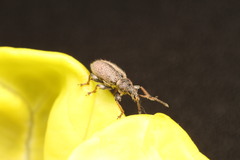 Phyllobius betulinus