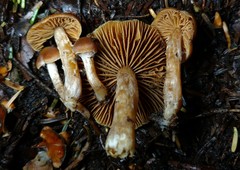 Cortinarius obtusus