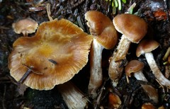 Cortinarius obtusus